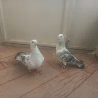 پرنده|پرنده|مشهد, کوشش|دیوار