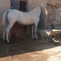 مادیان شکم طلا