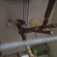 2 جفت مرغ عشق بالغ