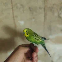 مرغ عشق|پرنده|تبریز, |دیوار