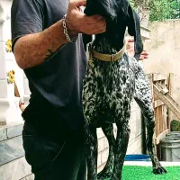 توله آلمانی اصیل ۴ماهه|سگ|صومعهسرا, |دیوار