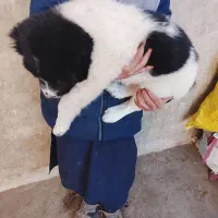 سگ خوب|سگ|خاش, |دیوار