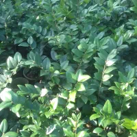 یاس هلندی و چمن|خدمات باغبانی و درختکاری|نشتارود, |دیوار