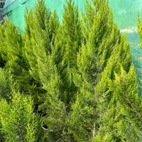 درختچه زینتی کاج لاوسون شمشاد انواع گل باغچه ای|گل و گیاه طبیعی|محمودآباد, |دیوار