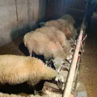 گوسفند|حیوانات مزرعه|پرهسر, |دیوار