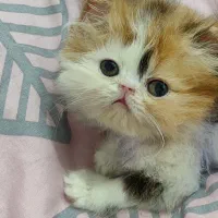 بچه گربه پرشین اگزوتیک مینیاتوری