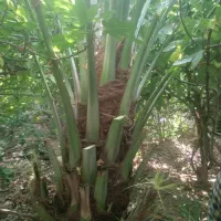 برش نخل ودرختان|خدمات باغبانی و درختکاری|بوشهر, |دیوار