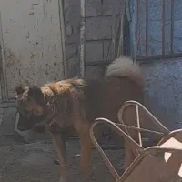 سگ نژادقدیم