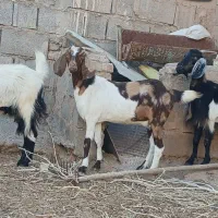 بز پاکستانی جوان