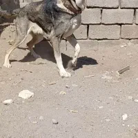 ماده پژدر|سگ|سیرجان, |دیوار