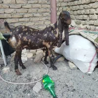 مری پاکستانی اصل