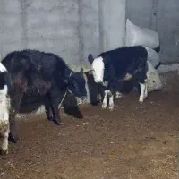 سالم وخوشخوراک