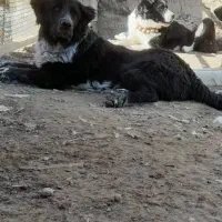 واگذاری ماده قدرجونی اصیل