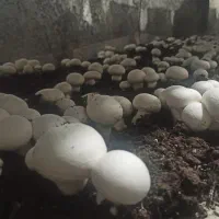 قارچ دکمه ای درجه یک