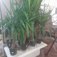 گل طبیعی یوکا