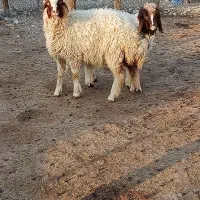 بره