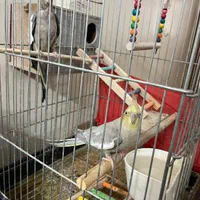 یک جفت عروس هلندی|پرنده|بومهن, |دیوار