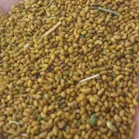 بذریونجه۴۱۰