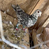 با سلام کفتر رو تخم و جوجه گمشده کاشمر