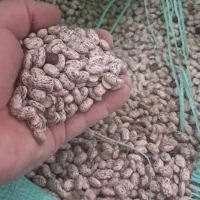 لوبیا چتی خوش پخت معمولان