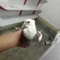 کفتر  طوقی هفت رنگ نر