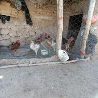 ده عدد خروس