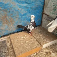کفتر اس اس