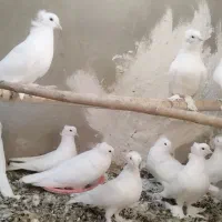 کبوتر یاهو  اصیل آشتیان|پرنده|قم, آزادگان|دیوار