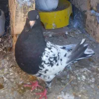 کبوتر کله ای درجه 1