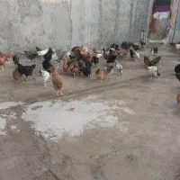 مرغ|حیوانات مزرعه|جوادآباد, |دیوار