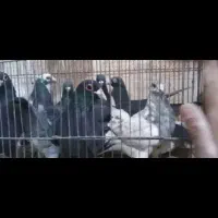 ۱۱تا کفتر زر خوردی