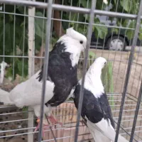 طوقی یکت تزئینی ماده دو کت