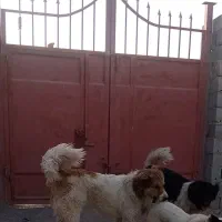واگذاری سگ قدرجونی
