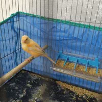 قناری پرتغالی نر