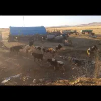 ۱۲راس گوساله دورگه صحرا-رو|حیوانات مزرعه|دالاهو, |دیوار