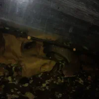 ماهی بلو پاچر چانا ۱۷سانت