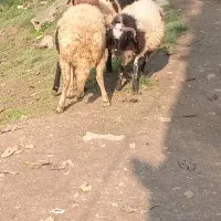 گوسفند|حیوانات مزرعه|سیاهکل, |دیوار