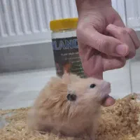 (هسمتر سوری)