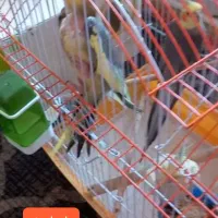 ۳ تا طوطی با قفس|پرنده|آمل, |دیوار