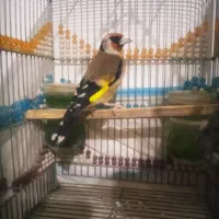 سهره دورگ بوانات|پرنده|شیراز, بازار|دیوار