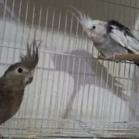 عروس هلندی مولد