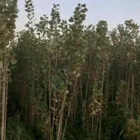 صنوبر ترکیه|عمده‌فروشی|میاندوآب, |دیوار