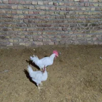 خروس|پرنده|فلارد, |دیوار