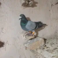 دوتا  کفتر پرشی