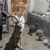 نربز سانن|حیوانات مزرعه|آران و بیدگل, |دیوار