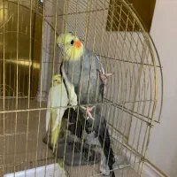 عروس هلندی|پرنده|مشهد, آزادشهر|دیوار