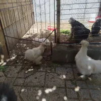 برهما و ابریشمی