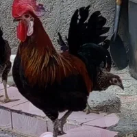 فروش خروس گلین لری اصیل