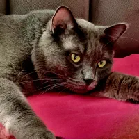 گربه راشن بلو و پرشین