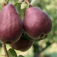 نهال اصلاح شده|خدمات باغبانی و درختکاری|اصفهان, باغ زیار|دیوار